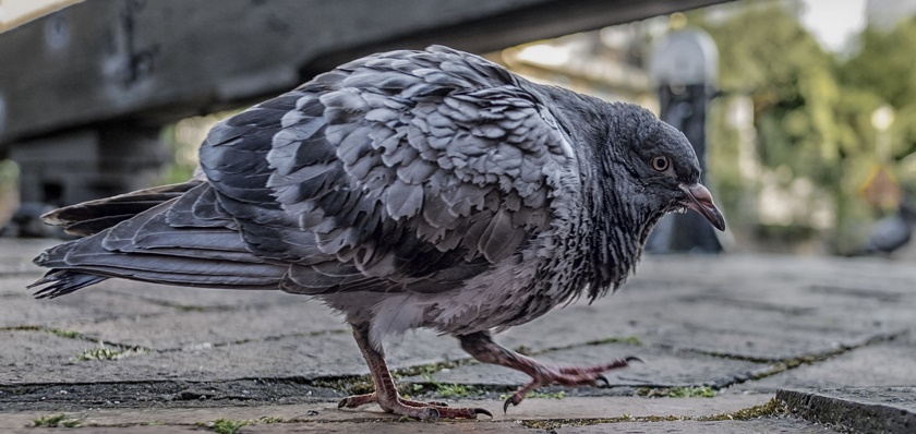 Urban birds gathered on a city roof