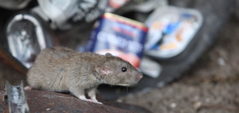 Brown rat among urban bins