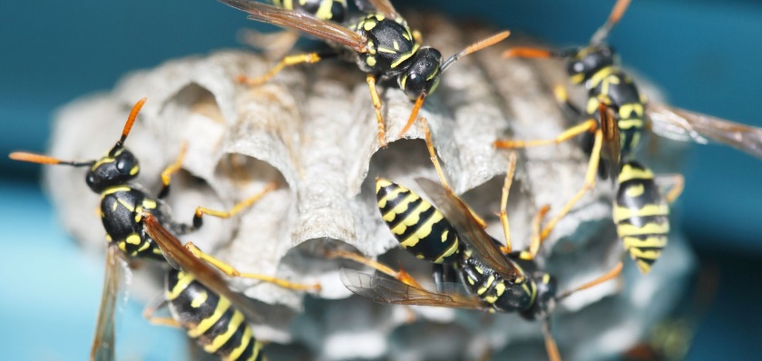Wasps gathered on a nest